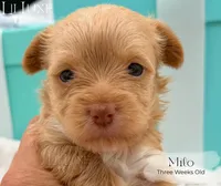 Milo, a male Yorkshire Terrier for sale in Scottsdale, AZ – 4 of 10