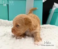 Milo, a male Yorkshire Terrier for sale in Scottsdale, AZ – 6 of 10