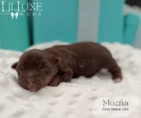 Mocha, a female Yorkshire Terrier for sale in Scottsdale, AZ – 5 of 10