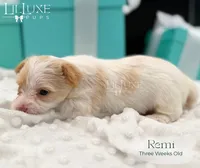Remi, a female Yorkshire Terrier for sale in Scottsdale, AZ – 5 of 10