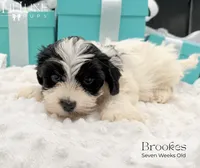 Brookes, a male Yorkshire Terrier for sale in Scottsdale, AZ – 9 of 10