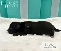 Tinker, a female Yorkshire Terrier for sale in Scottsdale, AZ – 5 of 8