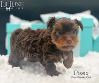 Posie, a female Yorkshire Terrier for sale in Scottsdale, AZ – 3 of 9