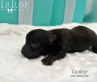 Tinker, a female Yorkshire Terrier for sale in Scottsdale, AZ – 6 of 8