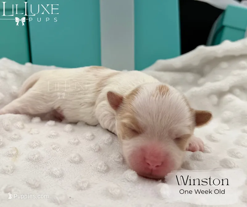 Winston – Yorkshire Terrier puppy for sale in Scottsdale, AZ