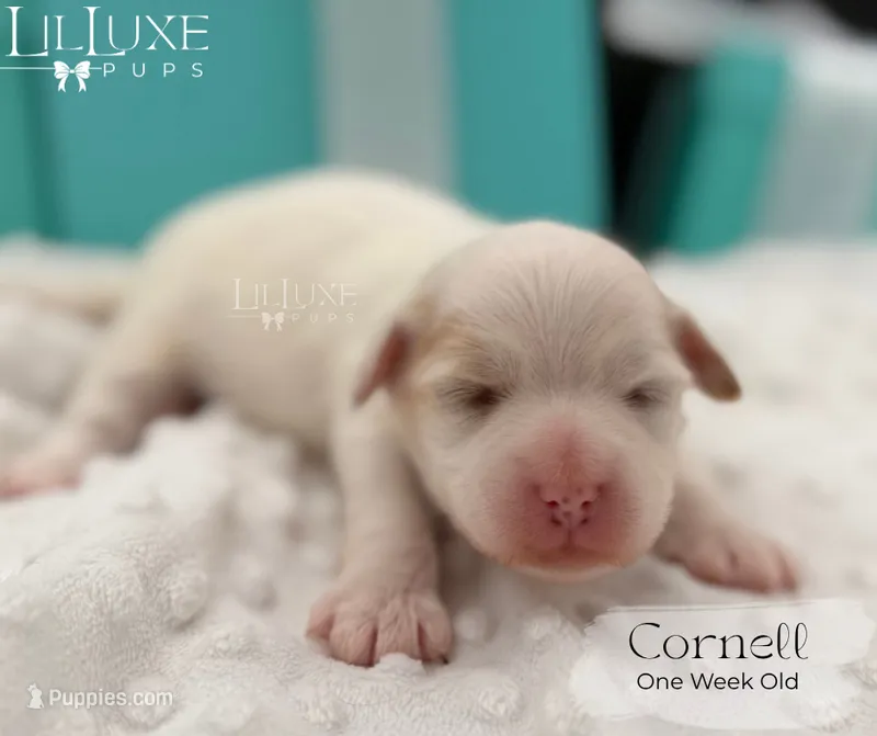 Cornell – Shorkie puppy for sale in Scottsdale, AZ