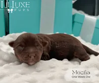 Mocha, a female Yorkshire Terrier for sale in Scottsdale, AZ – 3 of 10