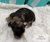 Yale, a male Shorkie for sale in Scottsdale, AZ – 6 of 10