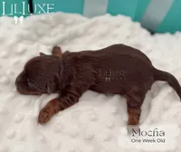 Mocha, a female Yorkshire Terrier for sale in Scottsdale, AZ – 7 of 10