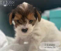 Honey , a female Yorkshire Terrier for sale in Scottsdale, AZ – 9 of 9