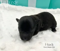 Heidi, a female Yorkshire Terrier for sale in Scottsdale, AZ – 3 of 9