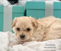 Austin, a male Morkie for sale in Scottsdale, AZ – 8 of 10