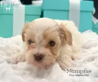 Memphis, a male Morkie for sale in Scottsdale, AZ – 7 of 10