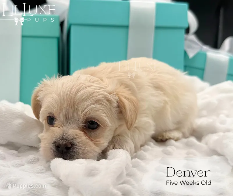 Denver – Morkie puppy for sale in Scottsdale, AZ