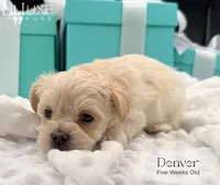 Denver, a male Morkie for sale in Scottsdale, AZ – 1 of 10