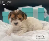 Honey , a female Yorkshire Terrier for sale in Scottsdale, AZ – 2 of 9