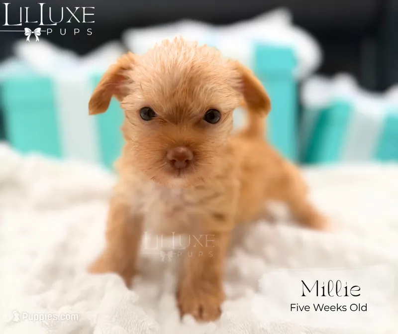 Millie – Yorkshire Terrier puppy for sale in Scottsdale, AZ