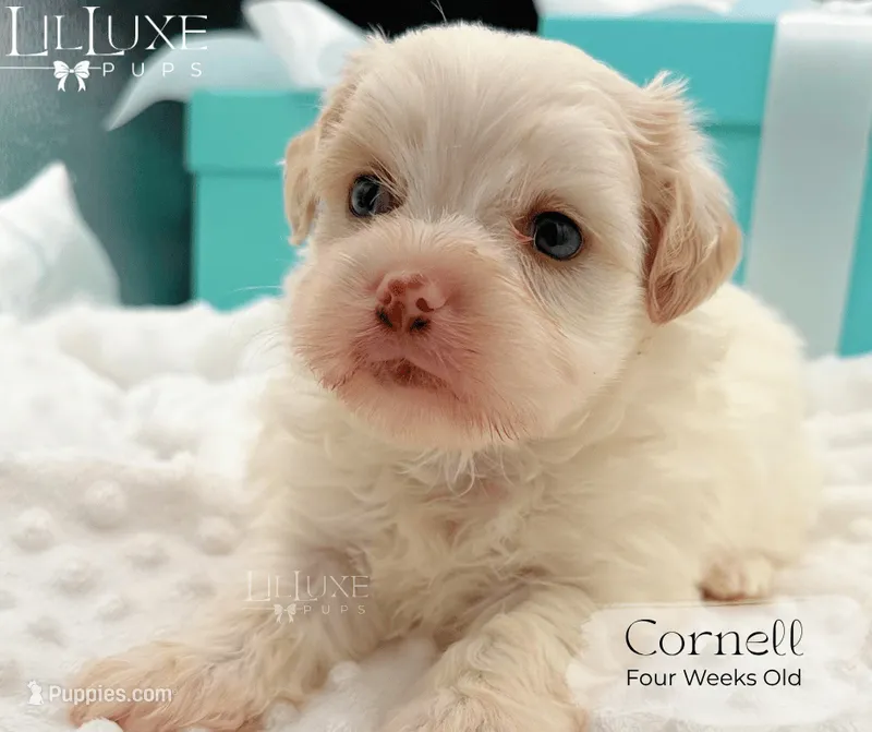 Cornell – Shorkie puppy for sale in Scottsdale, AZ