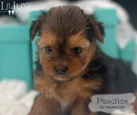 Peaches, a female Yorkshire Terrier for sale in Scottsdale, AZ – 8 of 10