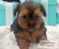 Peaches, a female Yorkshire Terrier for sale in Scottsdale, AZ – 9 of 10