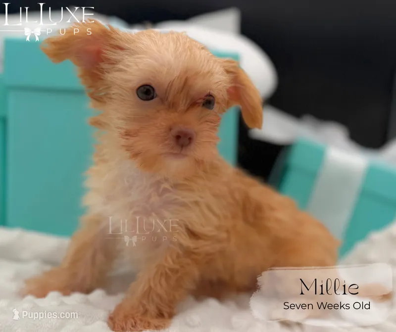 Millie – Yorkshire Terrier puppy for sale in Scottsdale, AZ