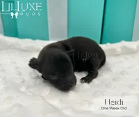 Heidi, a female Yorkshire Terrier for sale in Scottsdale, AZ – 6 of 9
