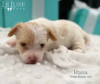 Remi, a female Yorkshire Terrier for sale in Scottsdale, AZ – 4 of 10