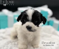 Brookes, a male Yorkshire Terrier for sale in Scottsdale, AZ – 2 of 10