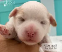 Cornell, a male Shorkie for sale in Scottsdale, AZ – 7 of 9