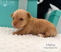 Millie, a female Yorkshire Terrier for sale in Scottsdale, AZ – 8 of 10