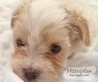 Memphis, a male Morkie for sale in Scottsdale, AZ – 5 of 10