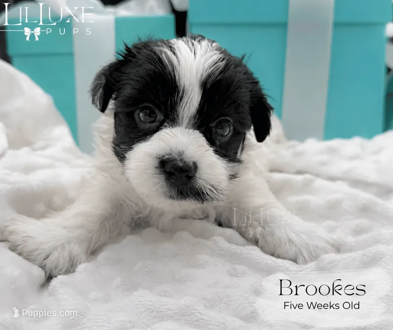 Brookes – Yorkshire Terrier puppy for sale in Scottsdale, AZ