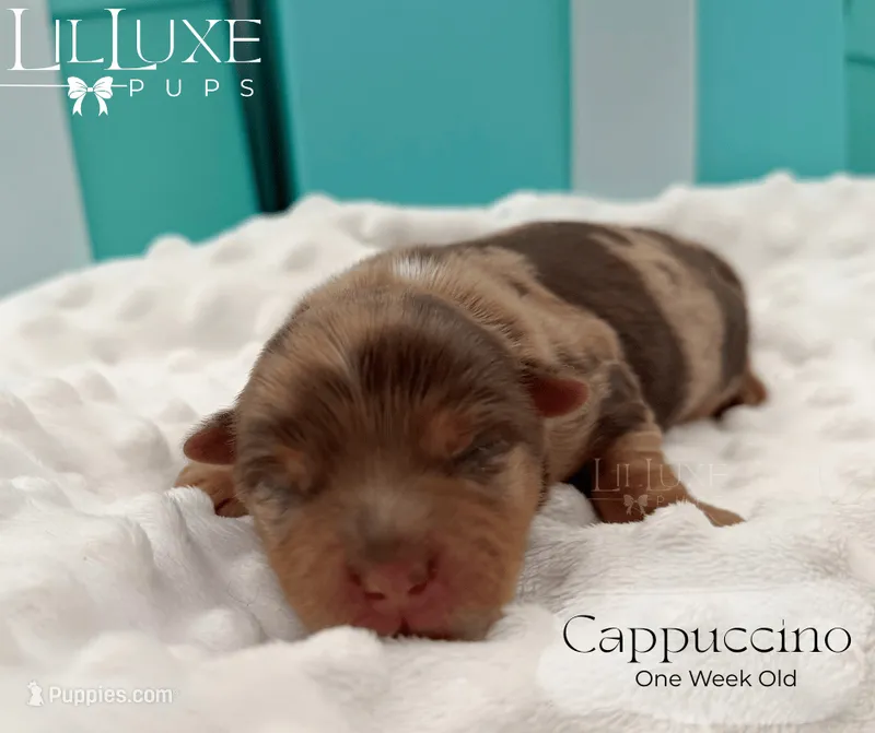 Cappuccino – Yorkshire Terrier puppy for sale in Scottsdale, AZ