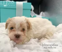 Memphis, a male Morkie for sale in Scottsdale, AZ – 10 of 10