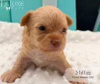 Millie, a female Yorkshire Terrier for sale in Scottsdale, AZ – 6 of 10