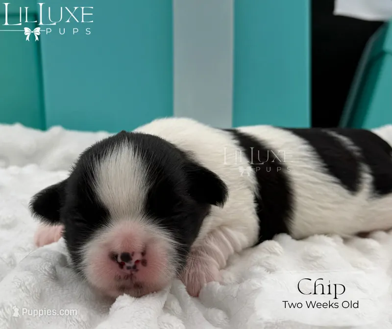 Chip – Shorkie puppy for sale in Scottsdale, AZ