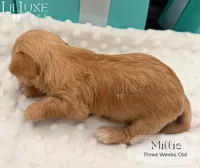 Millie, a female Yorkshire Terrier for sale in Scottsdale, AZ – 4 of 10