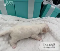 Cornell, a male Shorkie for sale in Scottsdale, AZ – 6 of 9