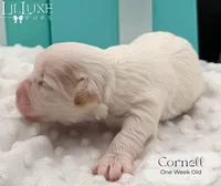 Cornell, a male Shorkie for sale in Scottsdale, AZ – 2 of 9