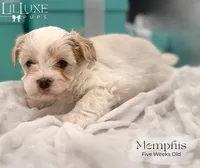 Memphis, a male Morkie for sale in Scottsdale, AZ – 6 of 10