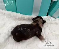 Yale, a male Shorkie for sale in Scottsdale, AZ – 4 of 10