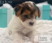 Honey , a female Yorkshire Terrier for sale in Scottsdale, AZ – 8 of 9