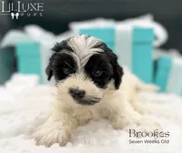 Brookes, a male Yorkshire Terrier for sale in Scottsdale, AZ – 8 of 10