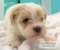Memphis, a male Morkie for sale in Scottsdale, AZ – 8 of 10