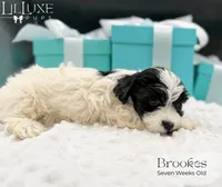 Brookes, a male Yorkshire Terrier for sale in Scottsdale, AZ – 7 of 10