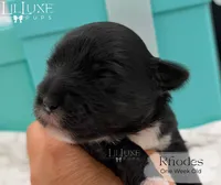 Rhodes, a male Shorkie for sale in Scottsdale, AZ – 6 of 9