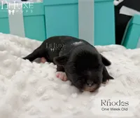 Rhodes, a male Shorkie for sale in Scottsdale, AZ – 3 of 9