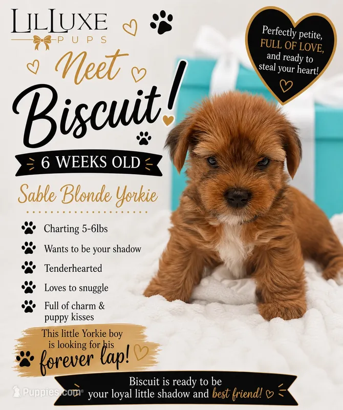 Biscuit – Yorkshire Terrier puppy for sale in Scottsdale, AZ
