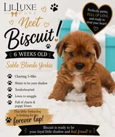 Biscuit, a male Yorkshire Terrier for sale in Scottsdale, AZ – 1 of 8