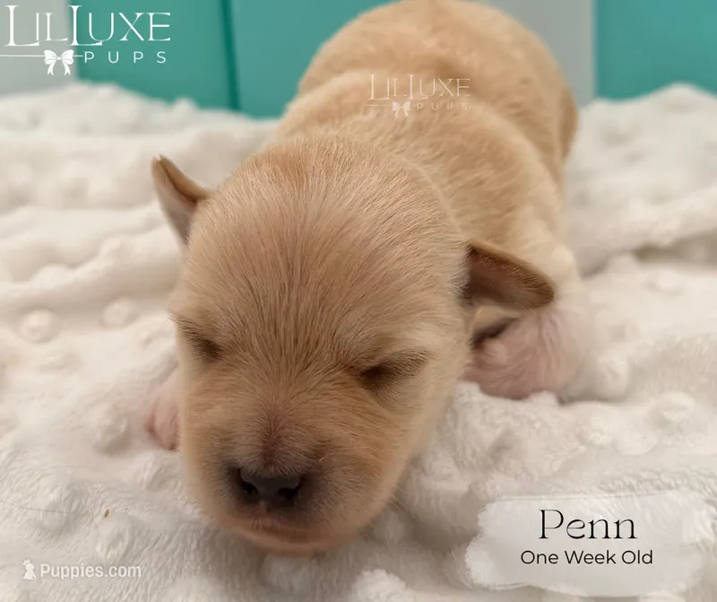Penn – Shorkie puppy for sale in Scottsdale, AZ